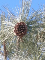A cone at Snow Valley